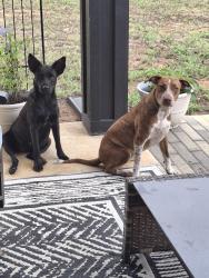 Found/Stray Female Dog last seen County Rd 46 and Dr. Bundy Rd., Smith County, TX 75704