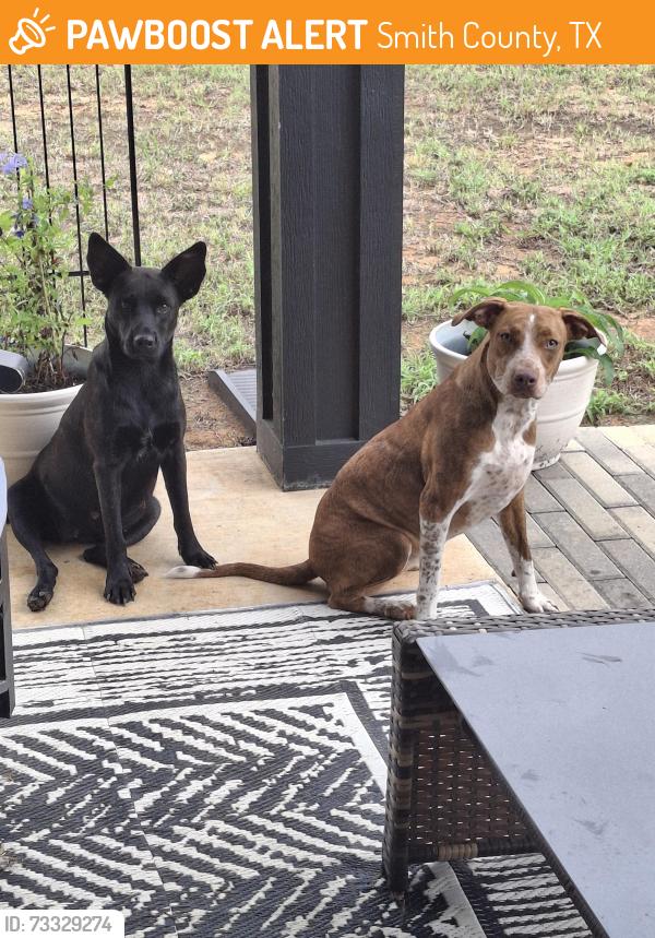 Found/Stray Female Dog last seen County Rd 46 and Dr. Bundy Rd., Smith County, TX 75704