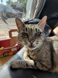 Lost Female Cat last seen Carlton School, Los Gatos, CA 95124