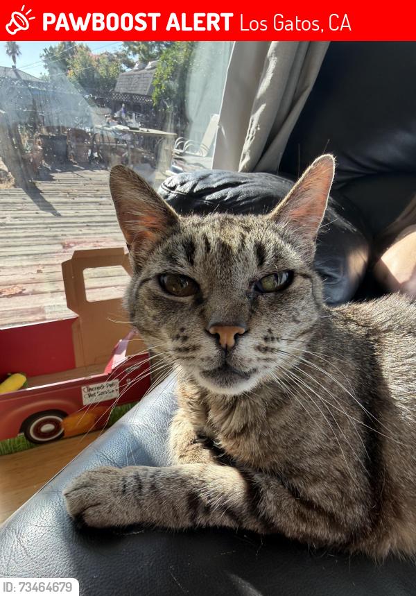 Lost Female Cat last seen Carlton School, Los Gatos, CA 95124