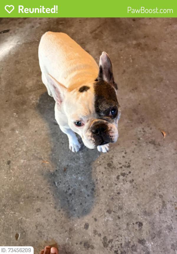 Reunited Male Dog last seen Papaya way by the mailbox, Oceanside, CA 92058