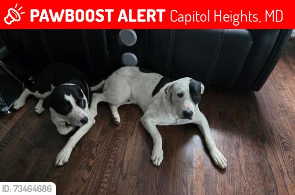 Lost Female Dog last seen Clovis ave Capitol heights, Capitol Heights, MD 20743