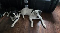 Lost Female Dog last seen Clovis ave Capitol heights, Capitol Heights, MD 20743