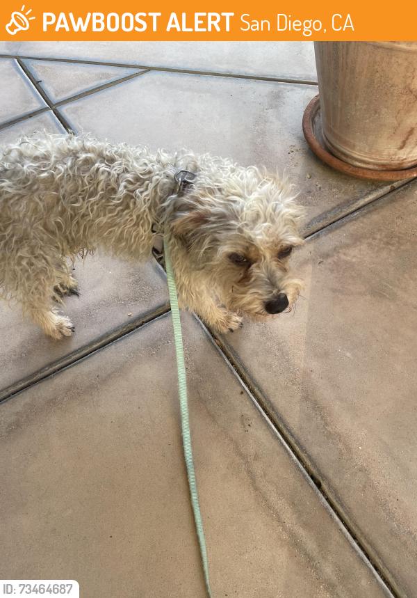 Found/Stray Male Dog last seen Frondoso Drive Rancho Bernardo, San Diego, CA 92128