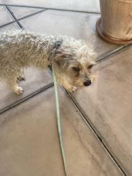 Found/Stray Male Dog last seen Frondoso Drive Rancho Bernardo, San Diego, CA 92128