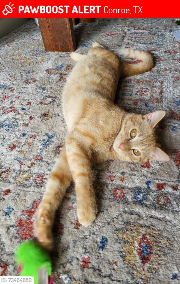Lost Male Cat last seen Willis Waukegan, Conroe, TX 77303