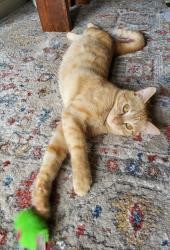 Lost Male Cat last seen Willis Waukegan, Conroe, TX 77303