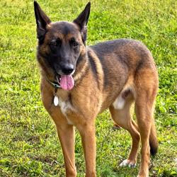 Lost Male Dog last seen Near Mendenhall Dr, Mechanicsburg, PA 17050, Mechanicsburg, PA 17050