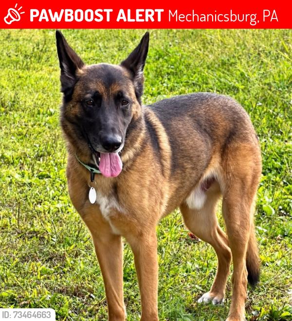 Lost Male Dog last seen Near Mendenhall Dr, Mechanicsburg, PA 17050, Mechanicsburg, PA 17050