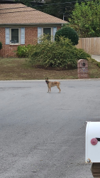 Found/Stray Male Dog last seen Elysian Fields Rd and Nunley Dr, Nashville, TN 37211