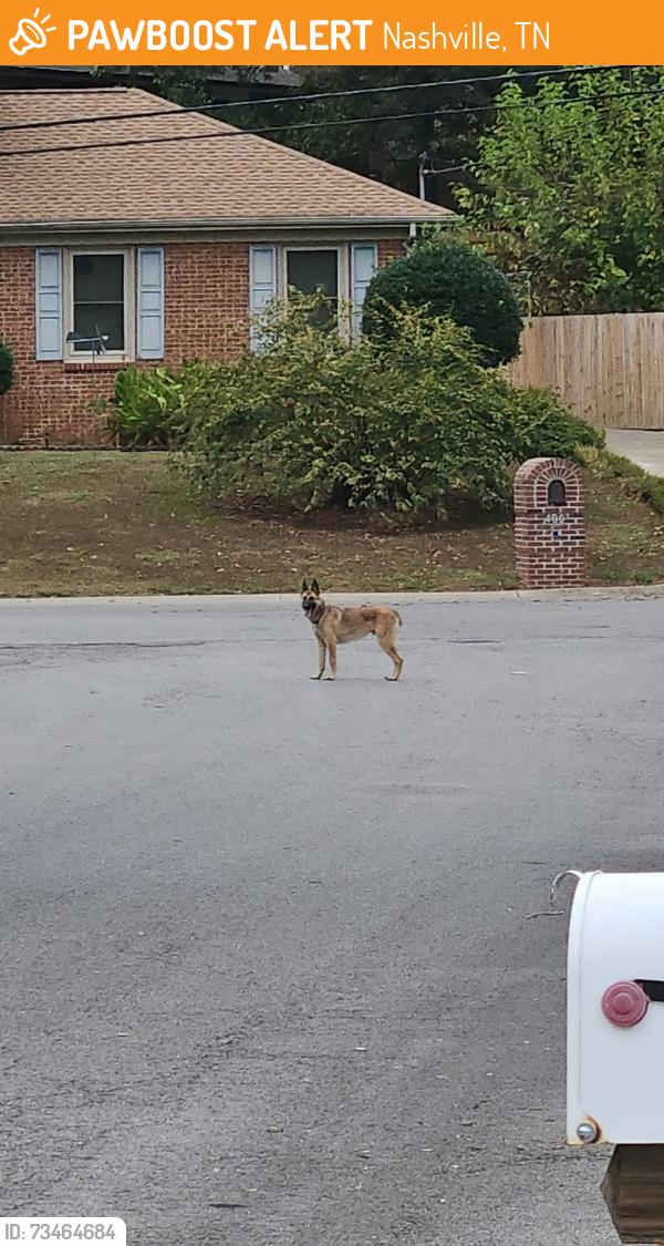 Found/Stray Male Dog last seen Elysian Fields Rd and Nunley Dr, Nashville, TN 37211
