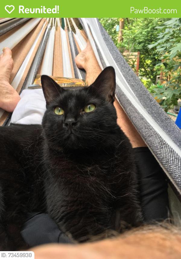 Reunited Male Cat last seen Cogswell & Walden Streets, Cambridge, MA 02142