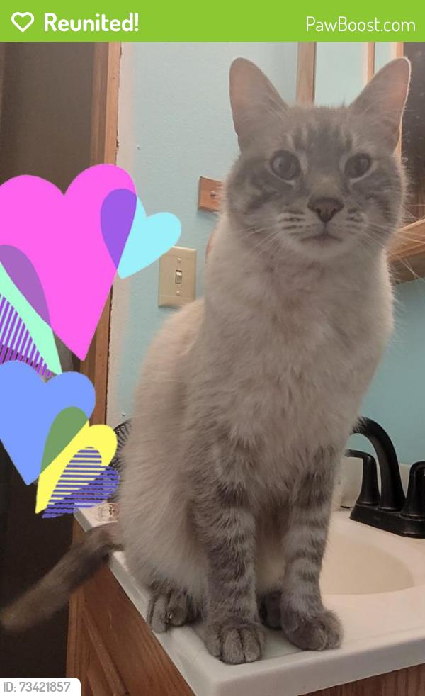 Reunited Male Cat last seen Koenig/Kinnickinnic Ave, Saint Francis, WI 53235