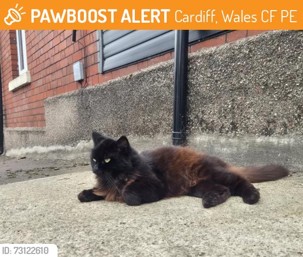 Found/Stray Unknown Cat last seen Gwenyth Street car Cardiff next to hse number 82., Cardiff, Wales CF24 4PE