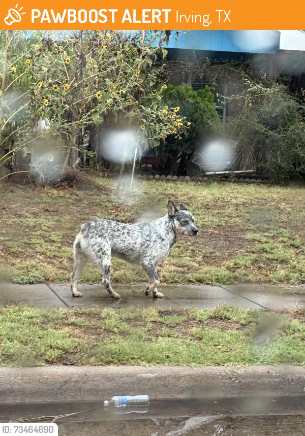 Found/Stray Unknown Dog last seen Near Nursery & Pioneer, Irving, TX 75061