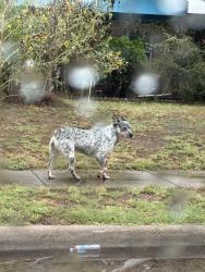 Found/Stray Unknown Dog last seen Near Nursery & Pioneer, Irving, TX 75061