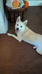 Found/Stray Male Dog last seen Country Park Acres, Greensboro, NC 27455