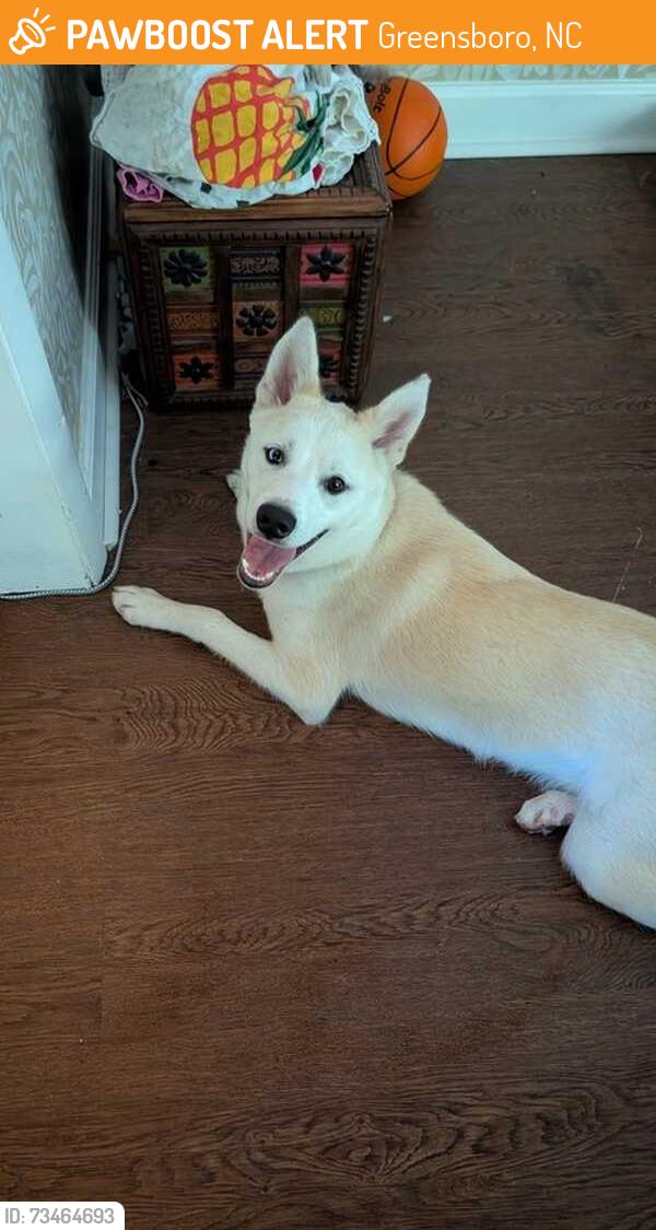 Found/Stray Male Dog last seen Country Park Acres, Greensboro, NC 27455