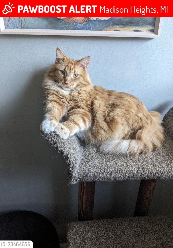 Lost Male Cat last seen Near & Dequindre Area - Connie Ave & Beverly Ave near Alden St., Madison Heights, MI 48071