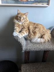 Lost Male Cat last seen Near & Dequindre Area - Connie Ave & Beverly Ave near Alden St., Madison Heights, MI 48071