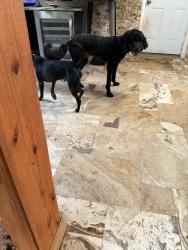 Reunited Male Dog last seen Windcrest ests blvd, Montgomery County, TX 77354