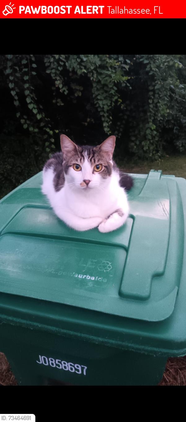 Lost Female Cat last seen Wiggington rd, Tallahassee, FL 32303