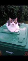 Lost Female Cat last seen Wiggington rd, Tallahassee, FL 32303