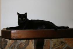 Lost Female Cat last seen Humane society, Brooksville, FL 34605