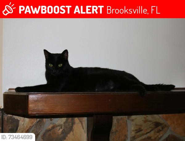 Lost Female Cat last seen Humane society, Brooksville, FL 34605