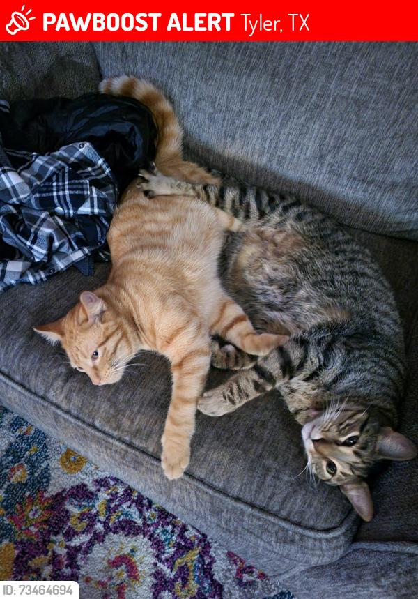 Lost Male Cat last seen Woodland Hills, Tyler, TX 75701