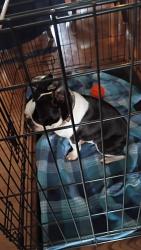 Reunited Female Dog last seen Crossroads Auction, Gratz, PA 17048