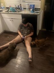 Reunited Female Dog last seen Teal Dr, Grand Prairie, TX 75052, USA, Grand Prairie, TX 75052