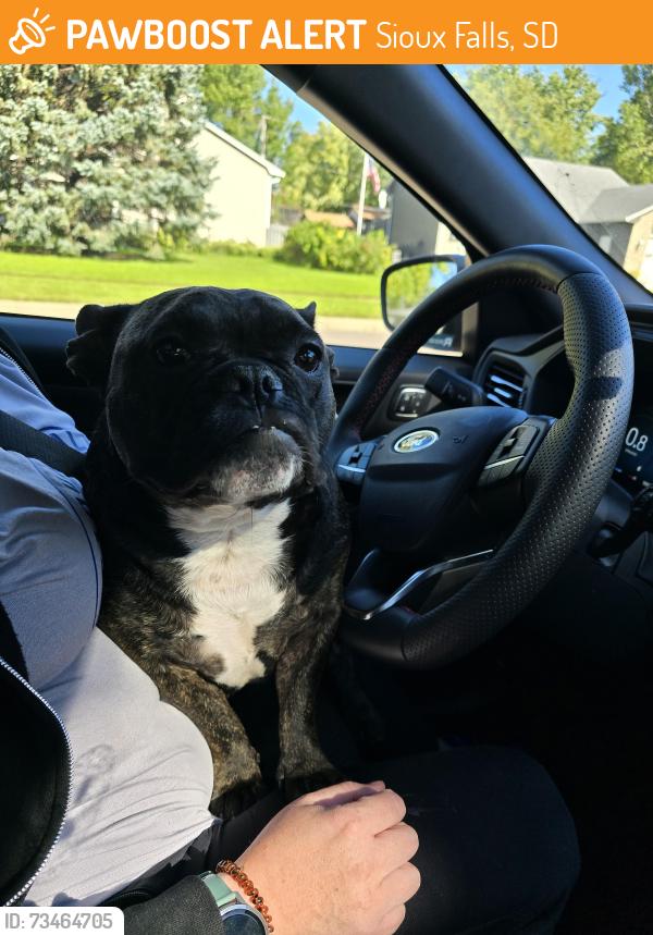 Found/Stray Female Dog last seen W 53rd and Holbrook, Sioux Falls, SD 57106