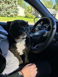 Found/Stray Female Dog last seen W 53rd and Holbrook, Sioux Falls, SD 57106