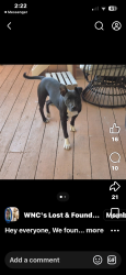 Lost Female Dog last seen Near Highland Center Blvd, Asheville, NC 28806, Asheville, NC 28806