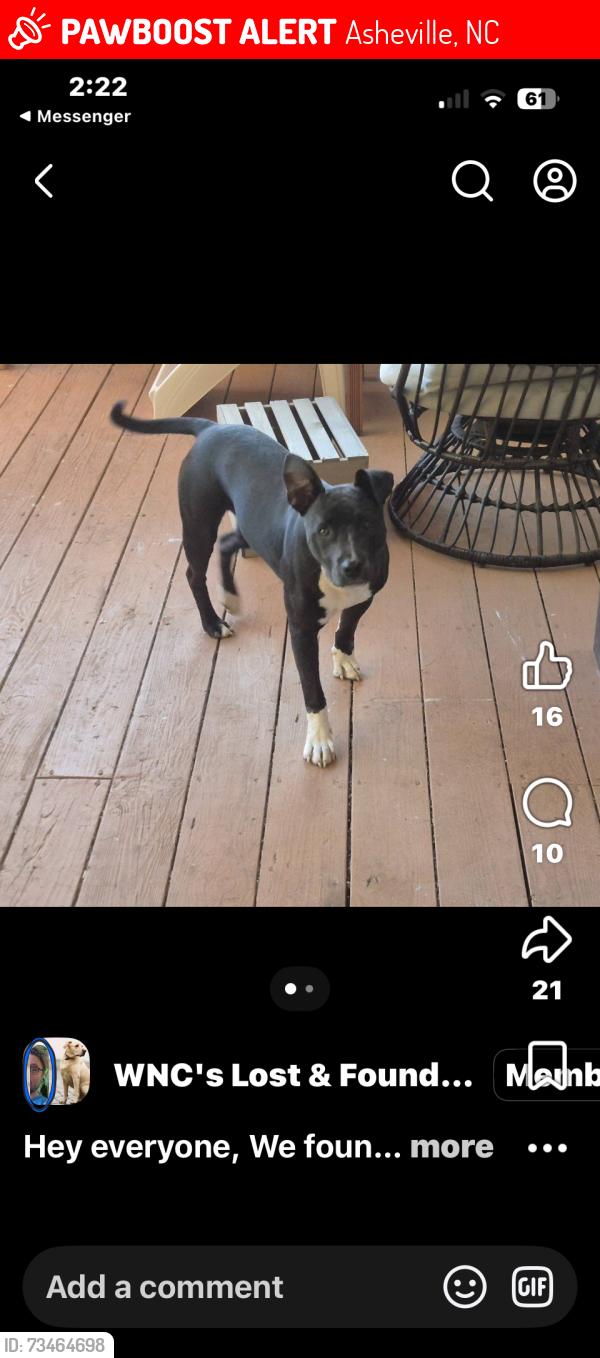 Lost Female Dog last seen Near Highland Center Blvd, Asheville, NC 28806, Asheville, NC 28806