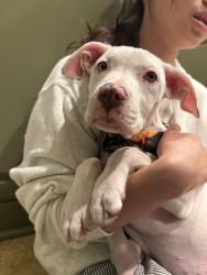 Found/Stray Female Dog last seen NA, Temple City, CA 91780