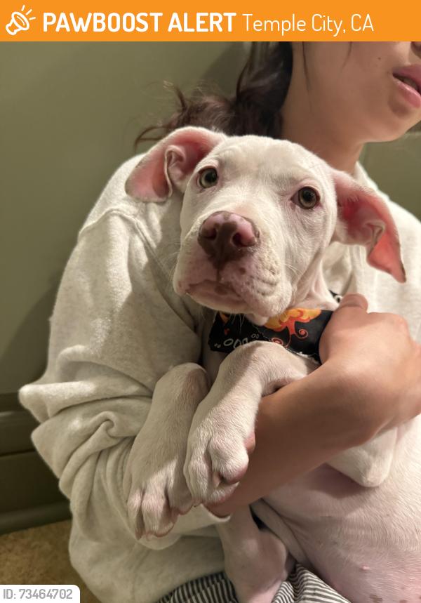 Found/Stray Female Dog last seen NA, Temple City, CA 91780