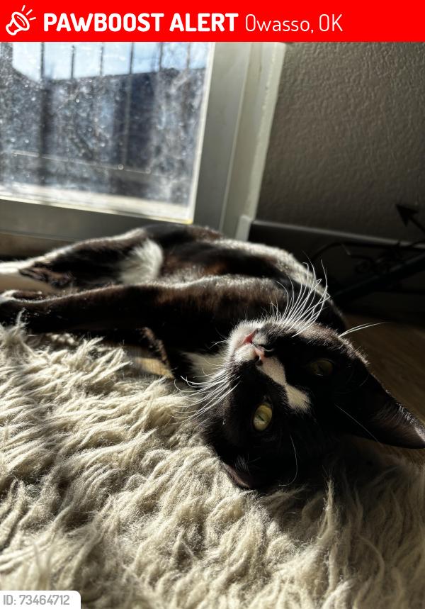 Lost Male Cat last seen Near E 86th st N, Owasso, OK 74055