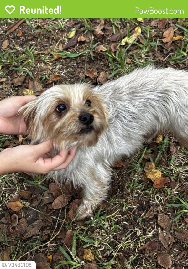 Reunited Male Dog last seen Pastoria or mercado drive, Houston, TX 77083