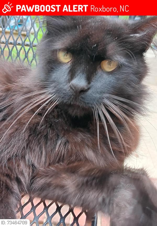 Lost Male Cat last seen Fairfield, Roxboro, NC 27573