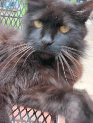 Lost Male Cat last seen Fairfield, Roxboro, NC 27573