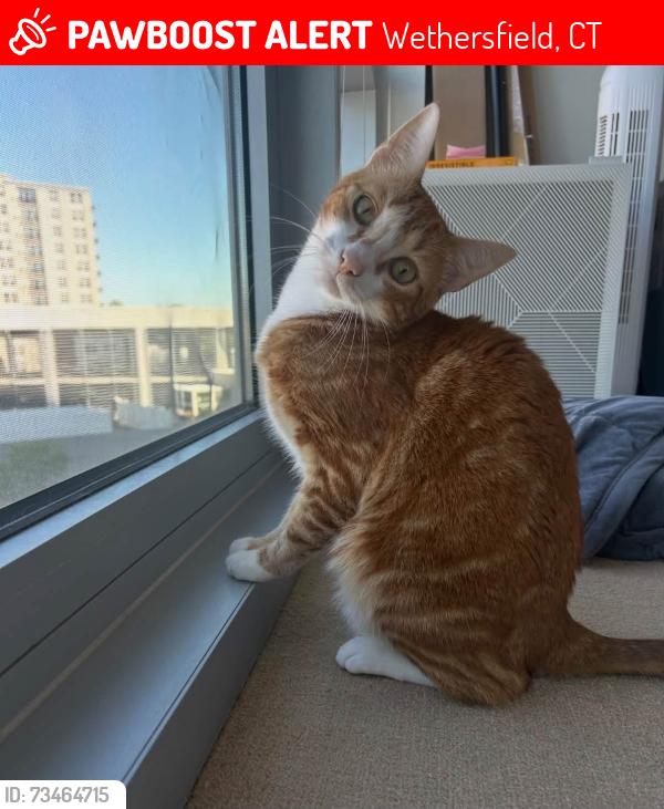 Lost Male Cat last seen Hang Dog Lane, Wethersfield CT, Wethersfield, CT 06067