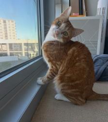 Lost Male Cat last seen Hang Dog Lane, Wethersfield CT, Wethersfield, CT 06067