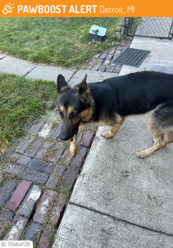 Found/Stray Male Dog last seen Near Tireman, Detroit, MI 48204