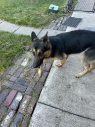 Found/Stray Male Dog last seen Near Tireman, Detroit, MI 48204
