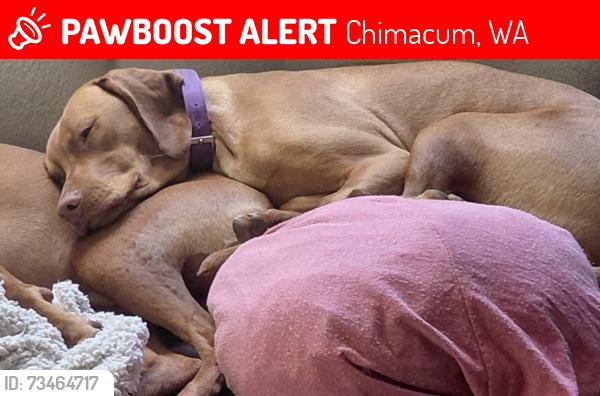 Lost Male Dog last seen Chevron, Chimacum, WA 98325