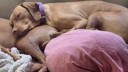 Lost Male Dog last seen Chevron, Chimacum, WA 98325