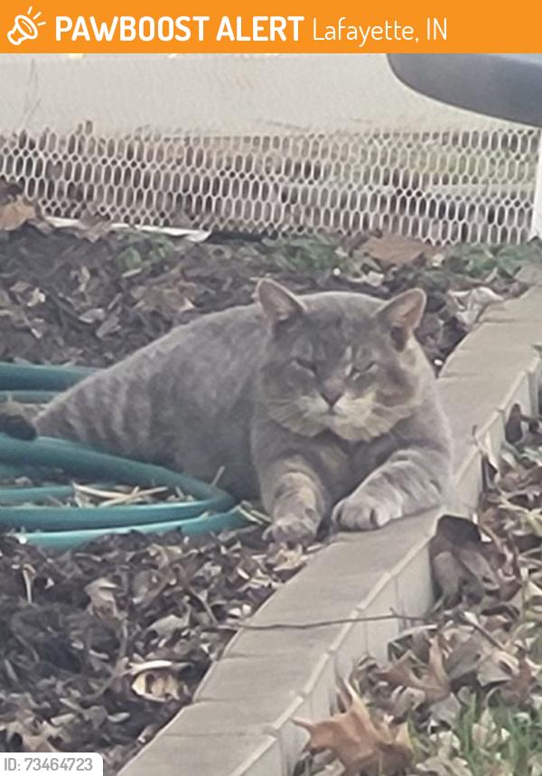 Found/Stray Unknown Cat last seen Manitou, Lafayette, IN 47909