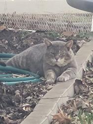 Found/Stray Unknown Cat last seen Manitou, Lafayette, IN 47909